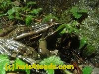 /home//u458753944/public_html/sourcegallery///////Roxborough Toad Detour/2024/2024-02-28/P2281320.JPG